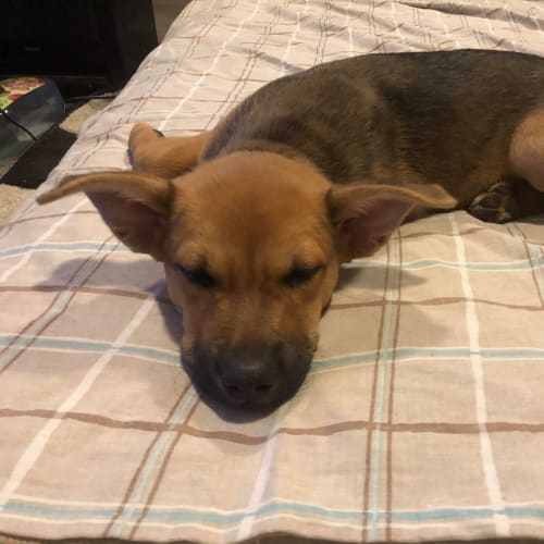 Scrappy Doo