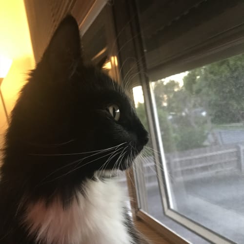 Nova