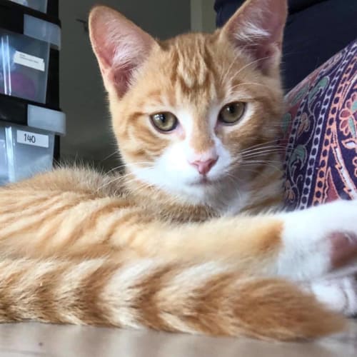 Clyde 