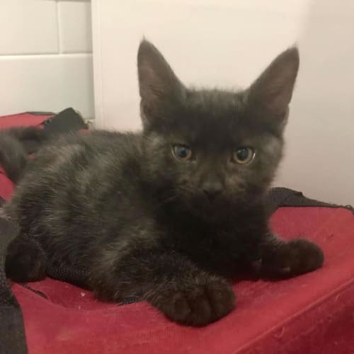 Salem 