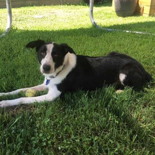 Lucy ~ Border Collie X (on trial 13/1/2019)