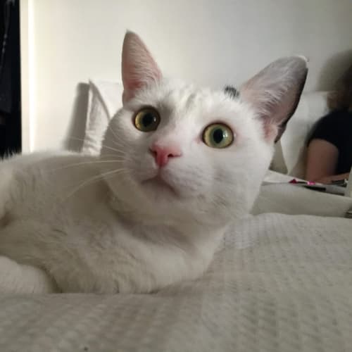 Domino