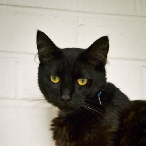 Raven (4734) & Indigo (4735)