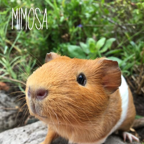 Mimosa 
