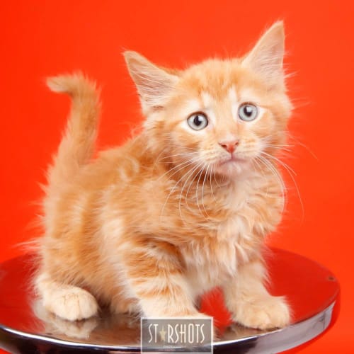 Simba