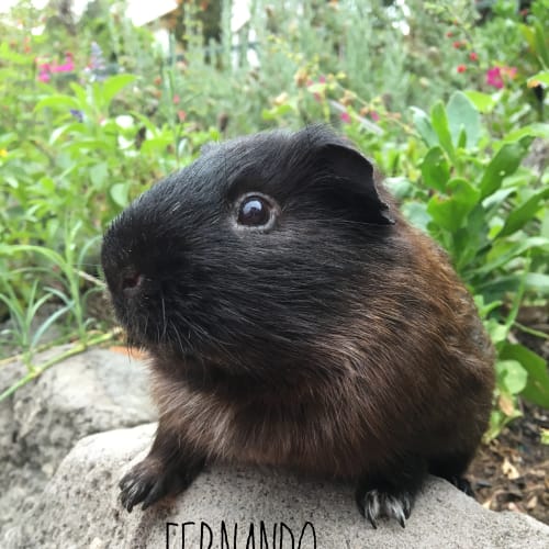 Fernando