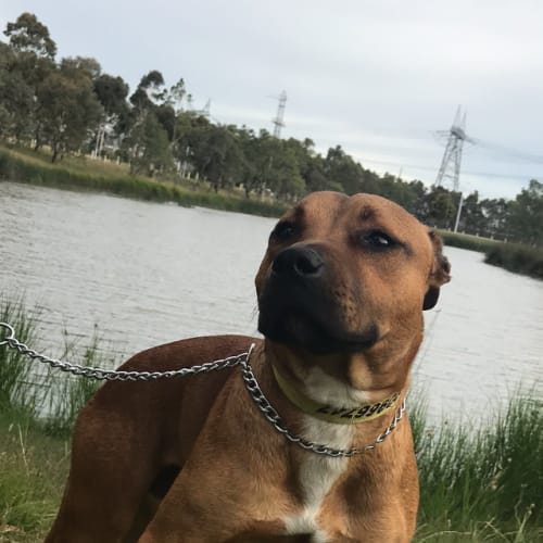 Jett