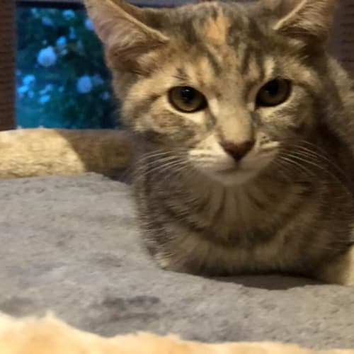 Mertle