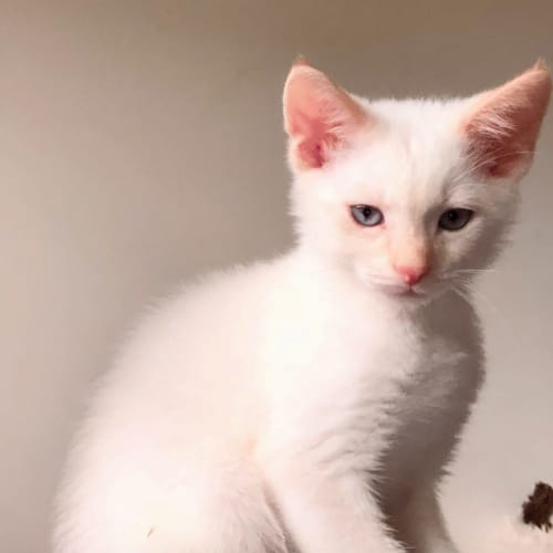 Finn