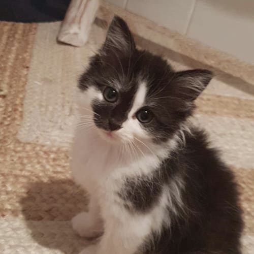 Delilah