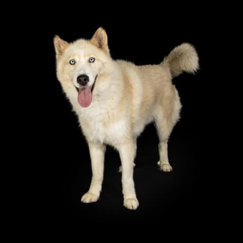 Migaloo