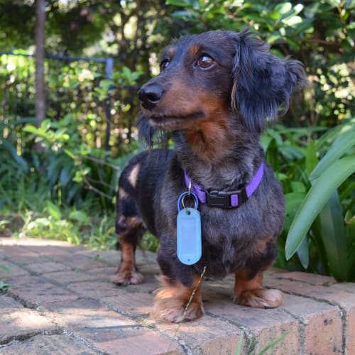 Lizzie ( adopted!)
