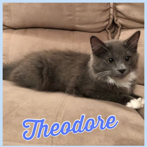 Theodore