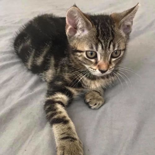 benji 