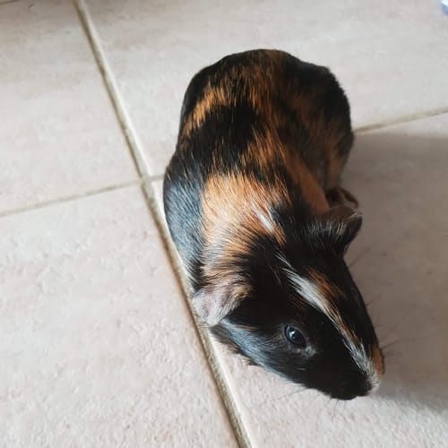 Duncan 