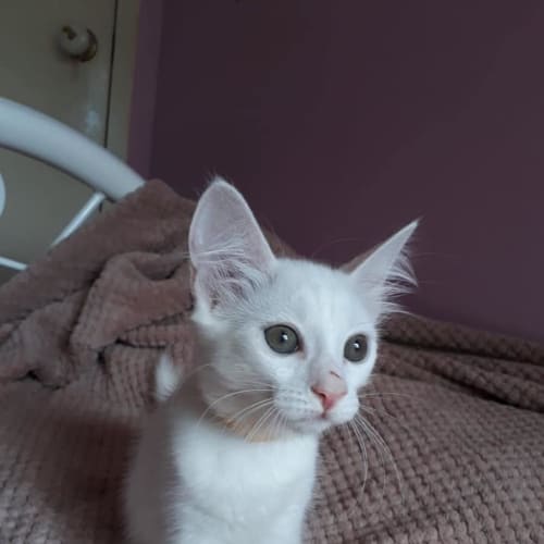 Athena 