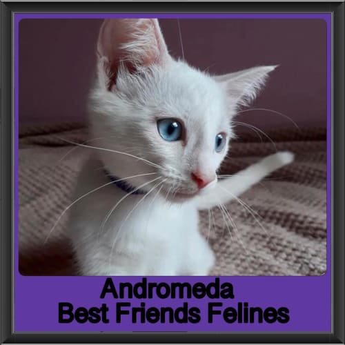 Andromeda 