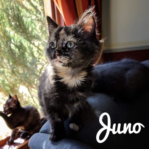 Juno