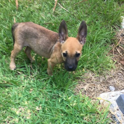 Bennett  **Adoption pending**