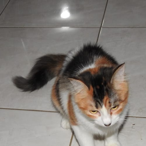 Ella