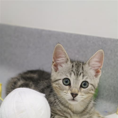 Tabitha