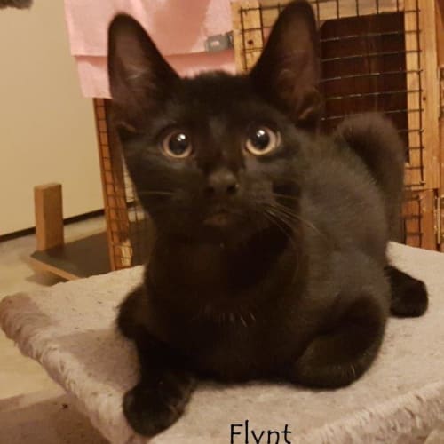  Panthers looking for a place to call their own