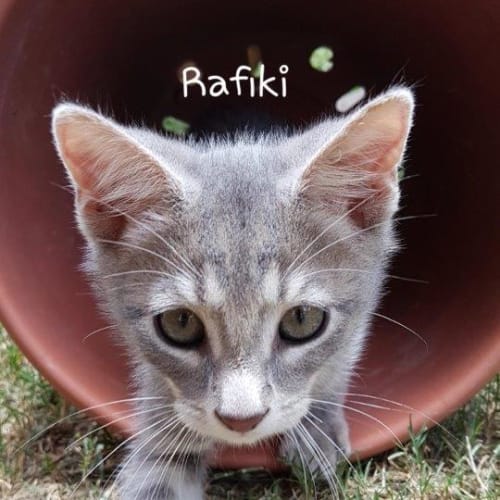 Rafiki