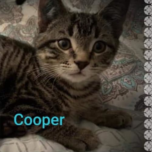Cooper