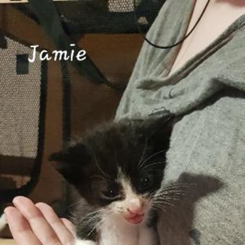 Jamie