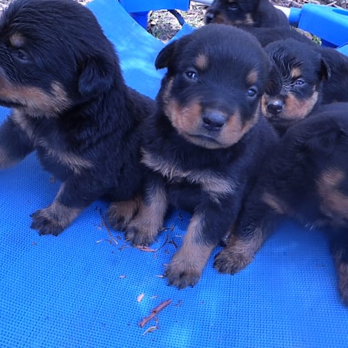 Girl Rotties