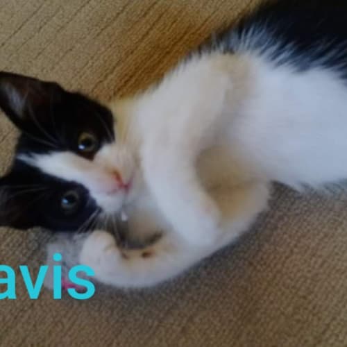 Davis