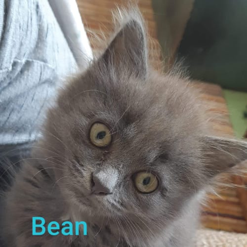 Bean