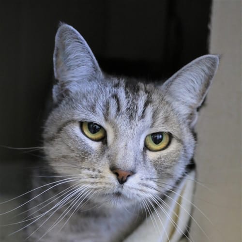 Mr Tibbs