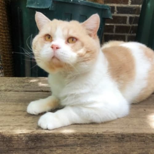 Klaus