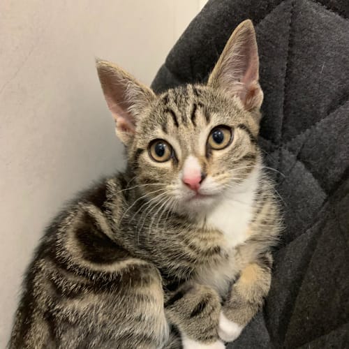 Frankie ^^Dandy Cat Rescue^^