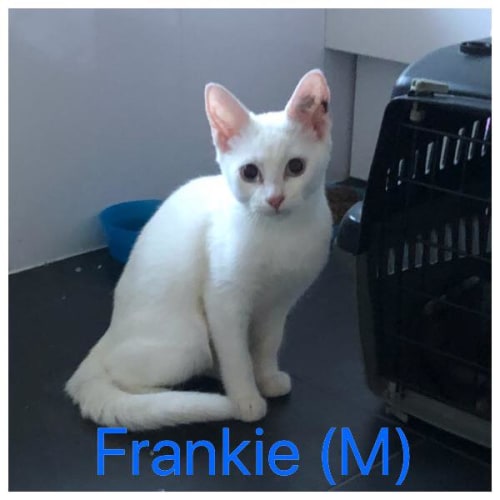 **On Trial** Frankie