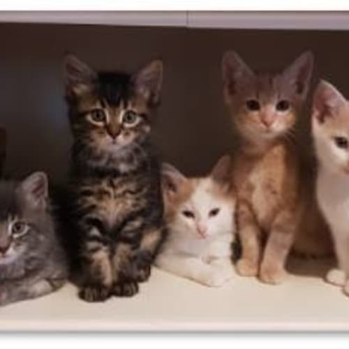 6 cute kittens