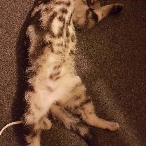 Gizmo