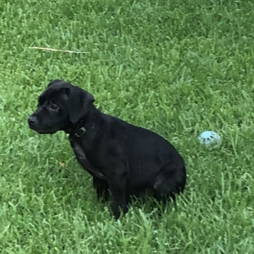 Bella