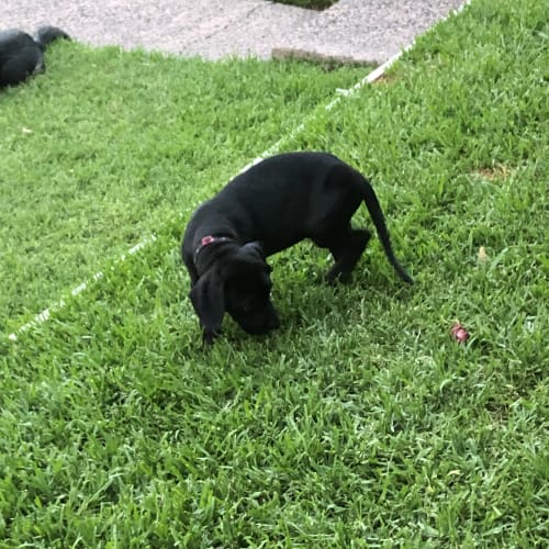 Oreo
