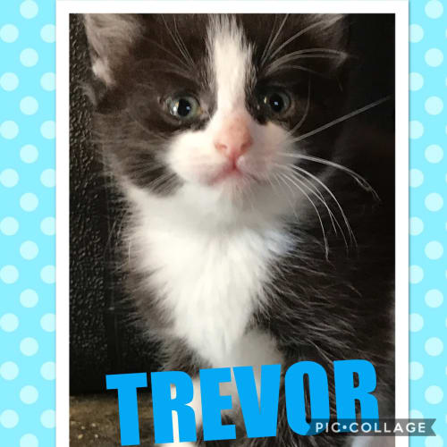 Trevor