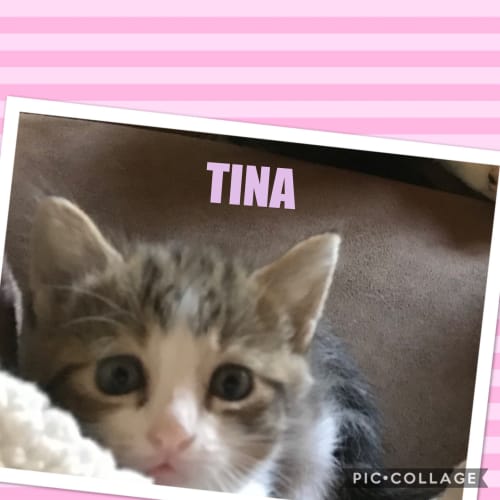 Tina