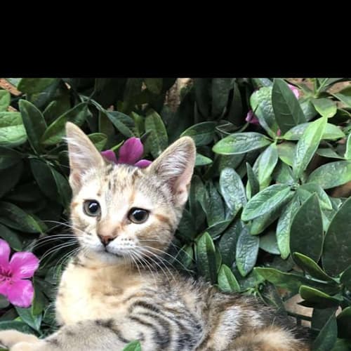 Aisha