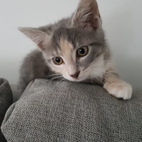 Peaches