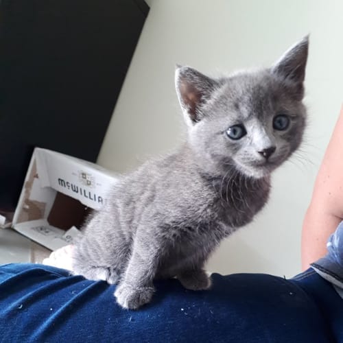 Coco