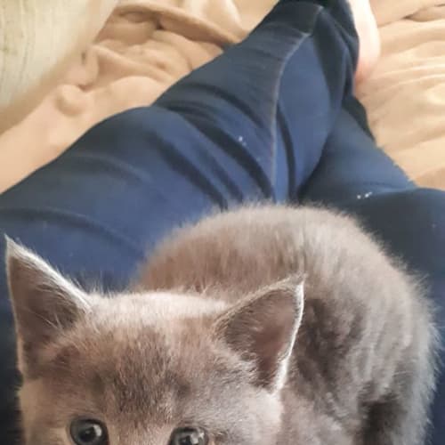 Lulu