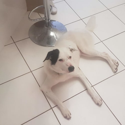 Toby ~ Border Collie x (on trial 6/2/2019)