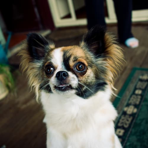 Teeny Nella 