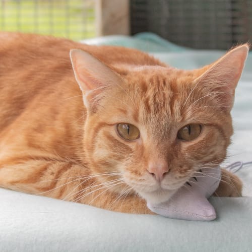 Megs ~ 2 year old ginger (on trial 9/2/19)