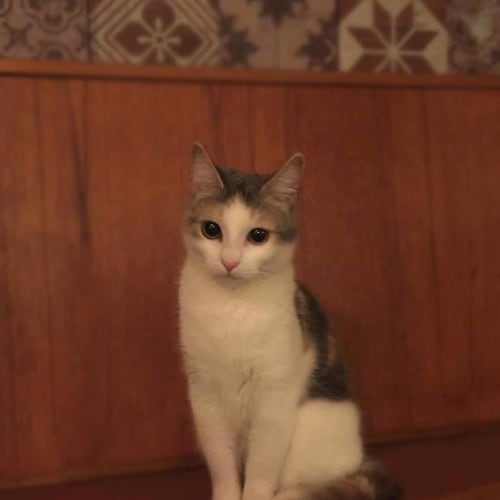 Frieda